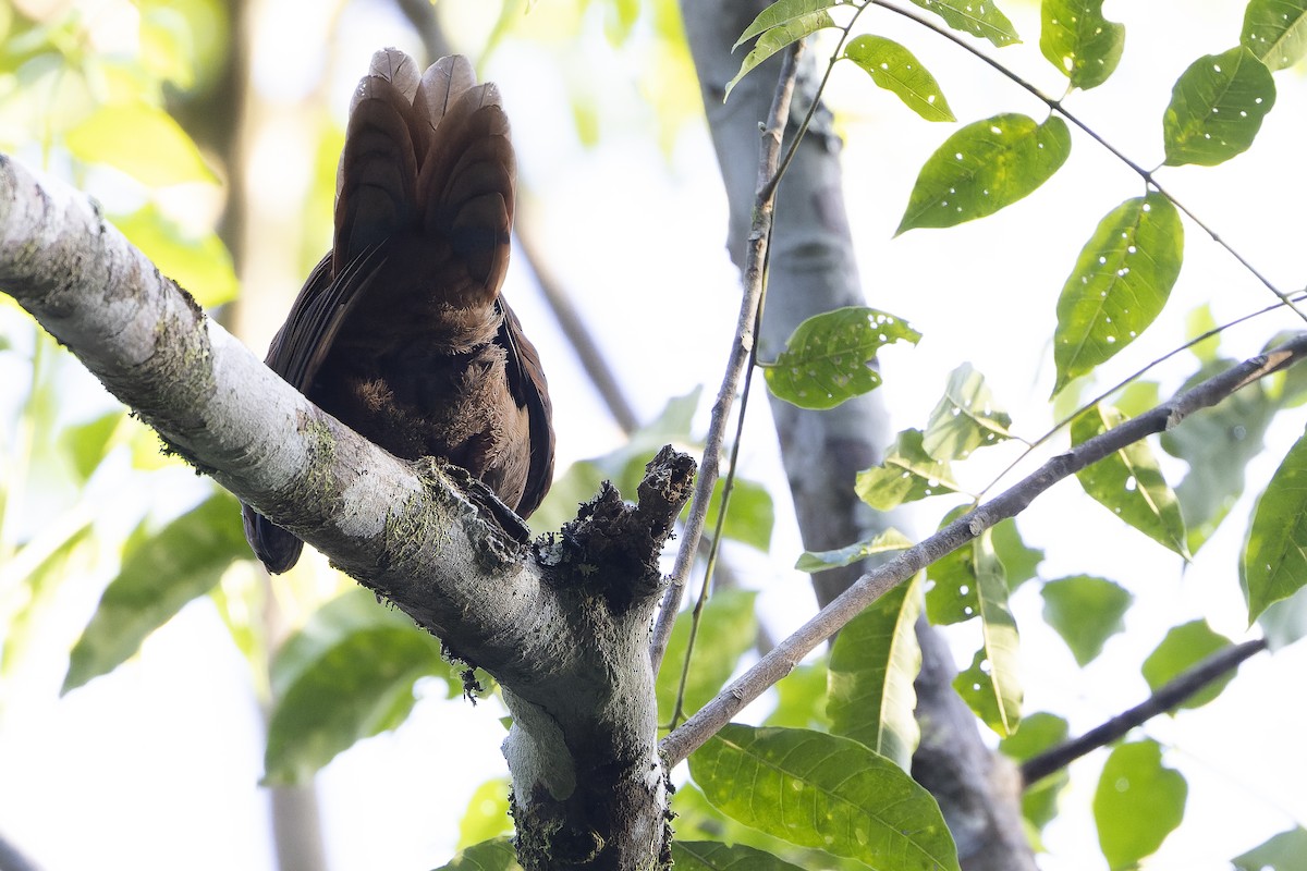 Brown Cuckoo-Dove - ML625233799