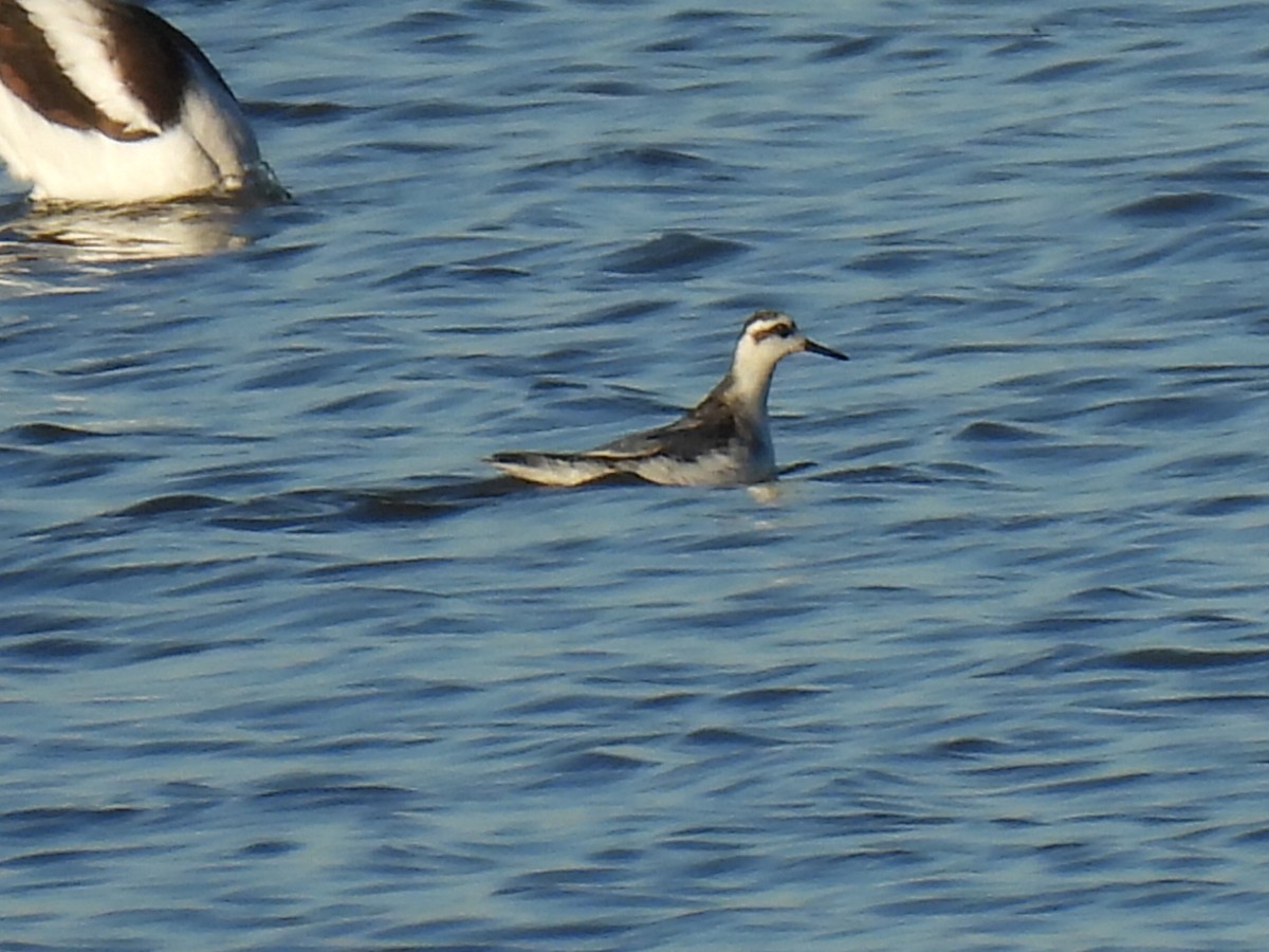 Red Phalarope - ML625233804