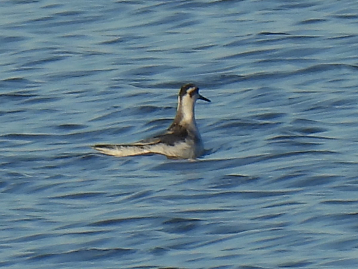 Red Phalarope - ML625233833