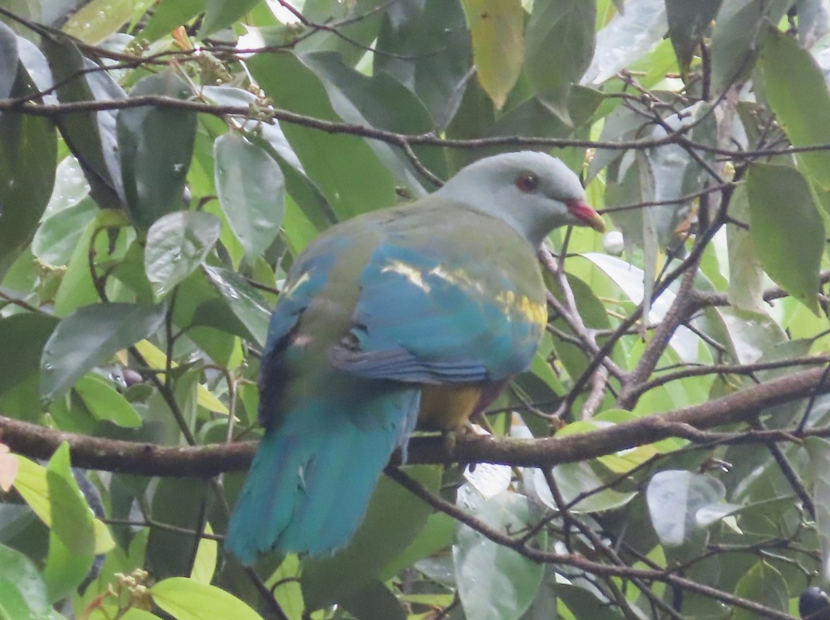 Wompoo Fruit-Dove - ML625233864