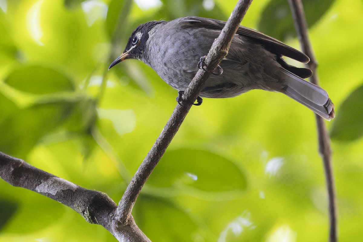 Bridled Honeyeater - Joachim Bertrands | Ornis Birding Expeditions