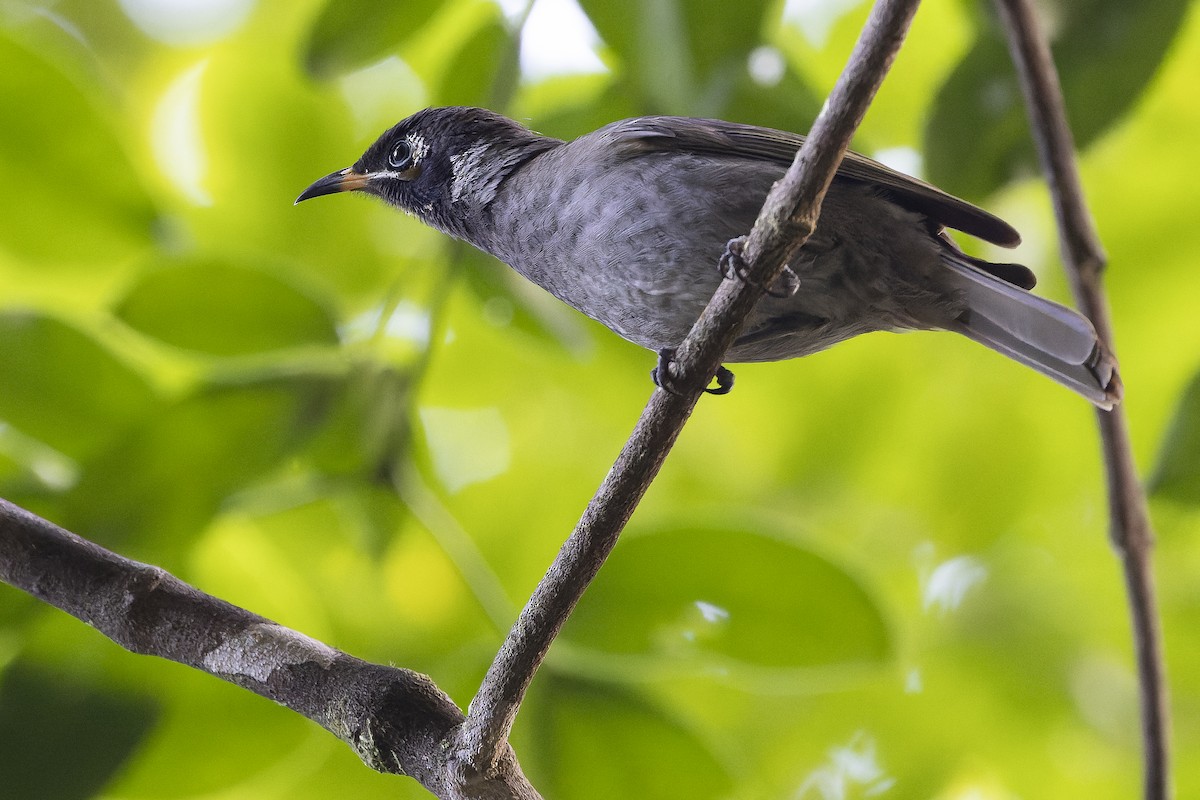 Bridled Honeyeater - ML625233886