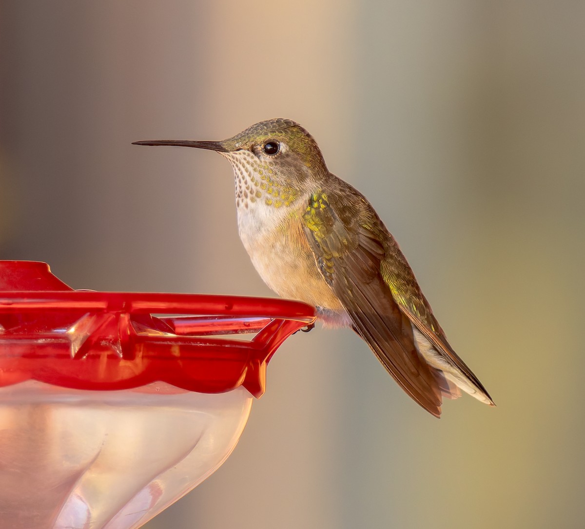 Broad-tailed Hummingbird - ML625233909