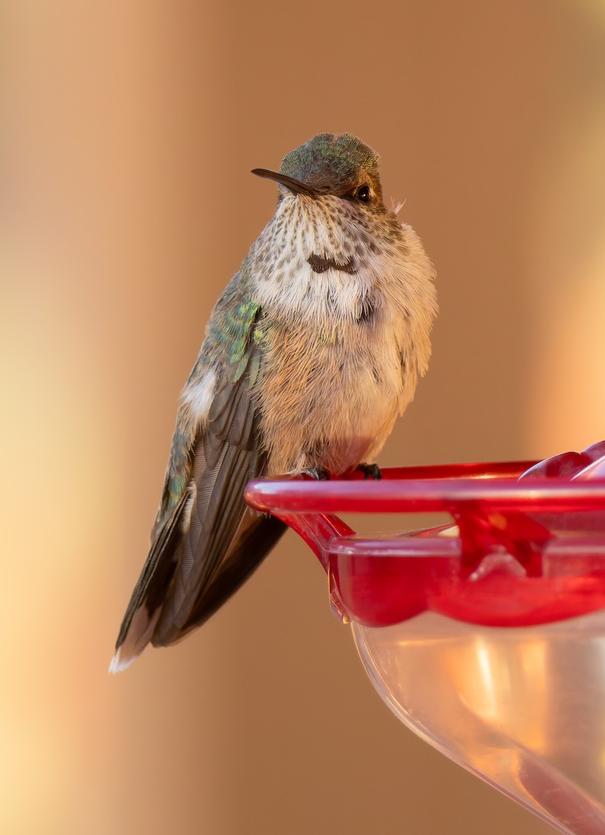 Broad-tailed Hummingbird - Joe Aliperti