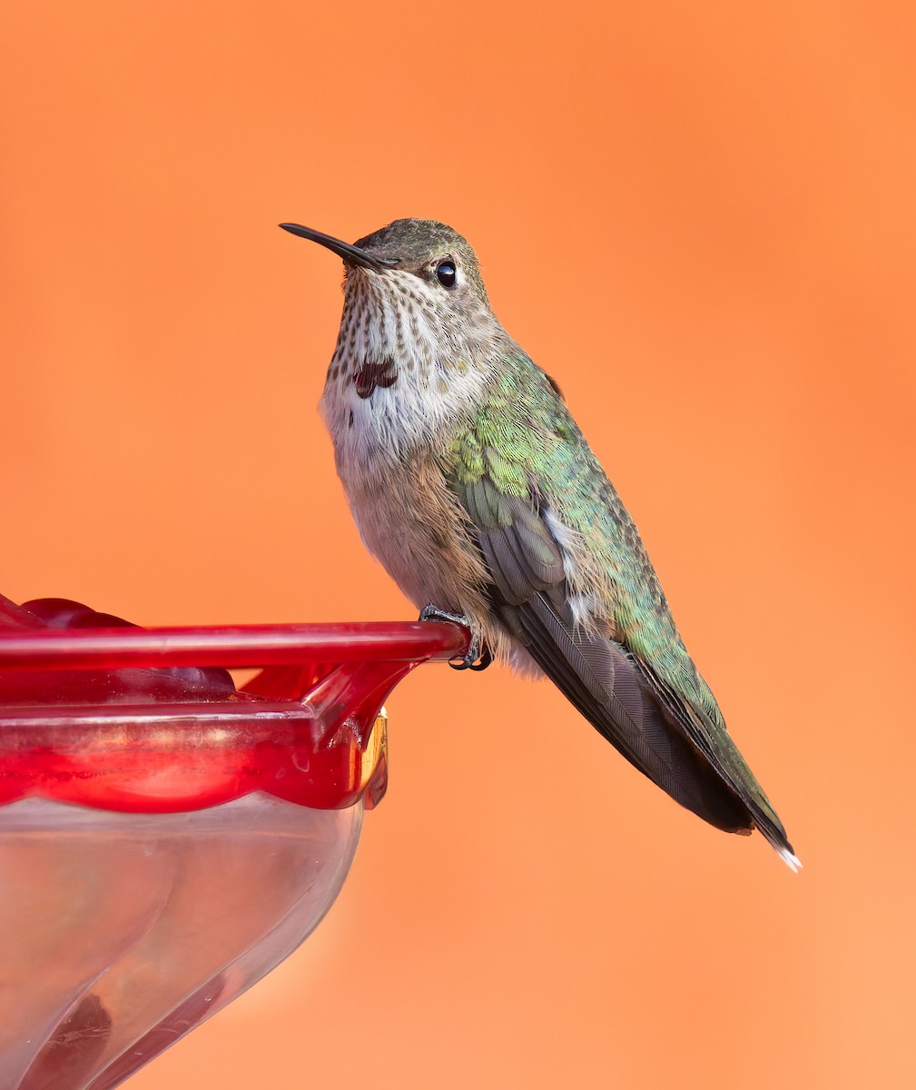 Broad-tailed Hummingbird - ML625233920