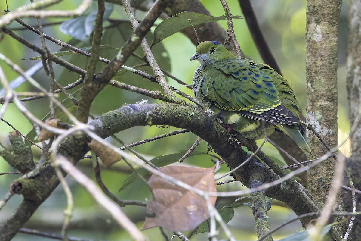 Superb Fruit-Dove - ML625233921