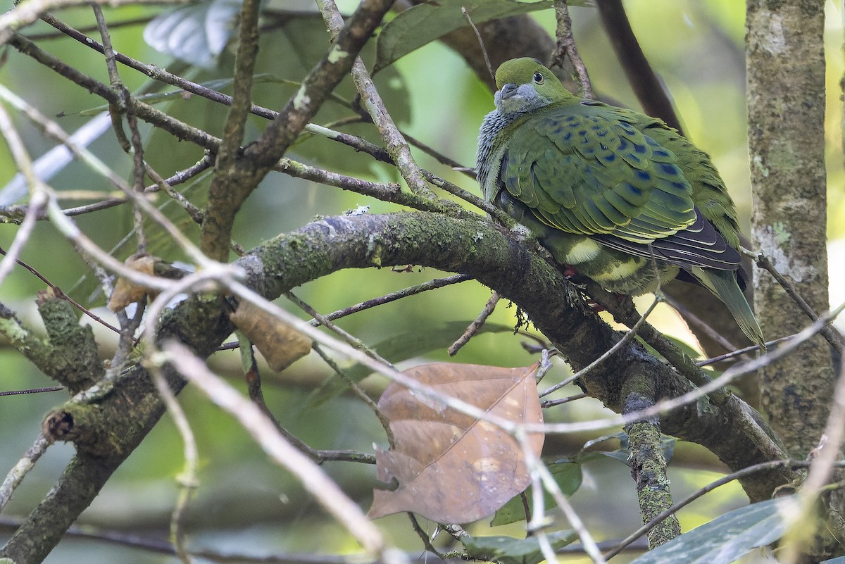 Superb Fruit-Dove - ML625233922