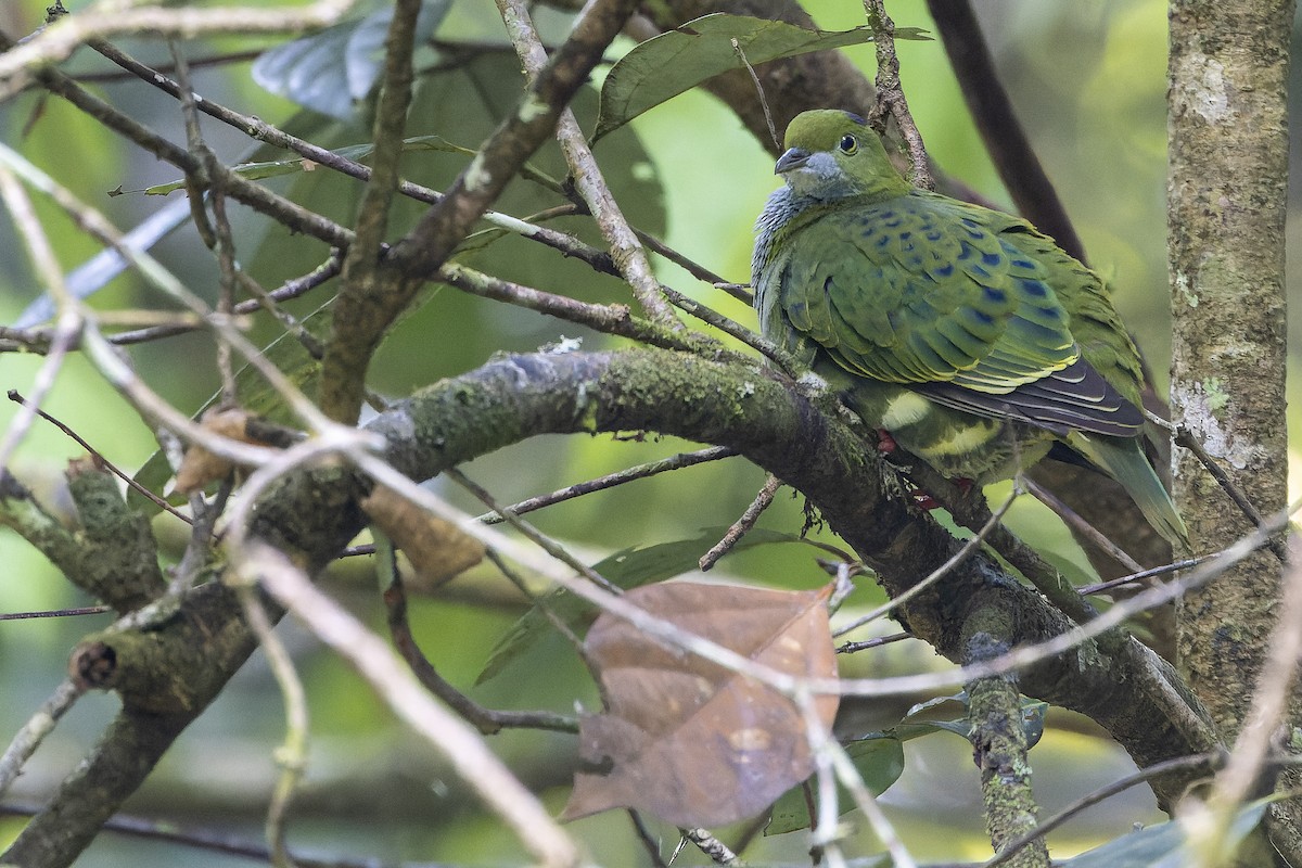 Superb Fruit-Dove - ML625233923