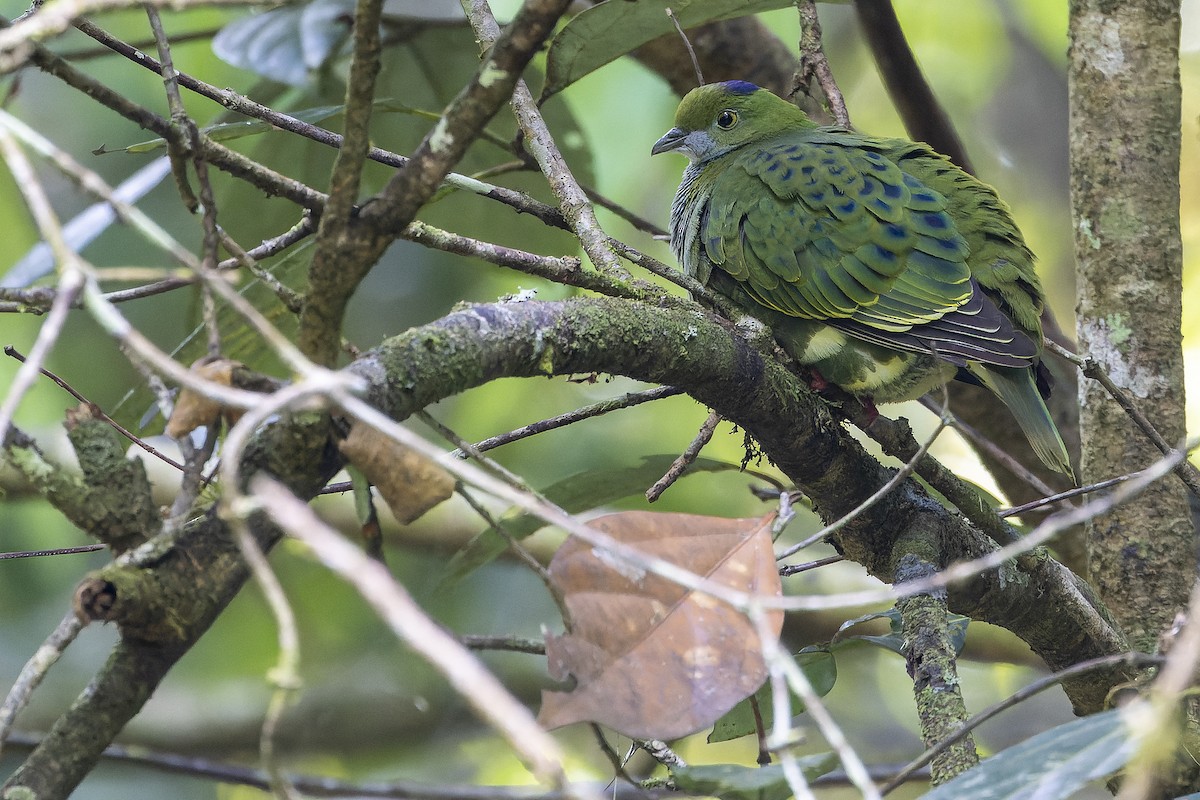 Superb Fruit-Dove - ML625233924