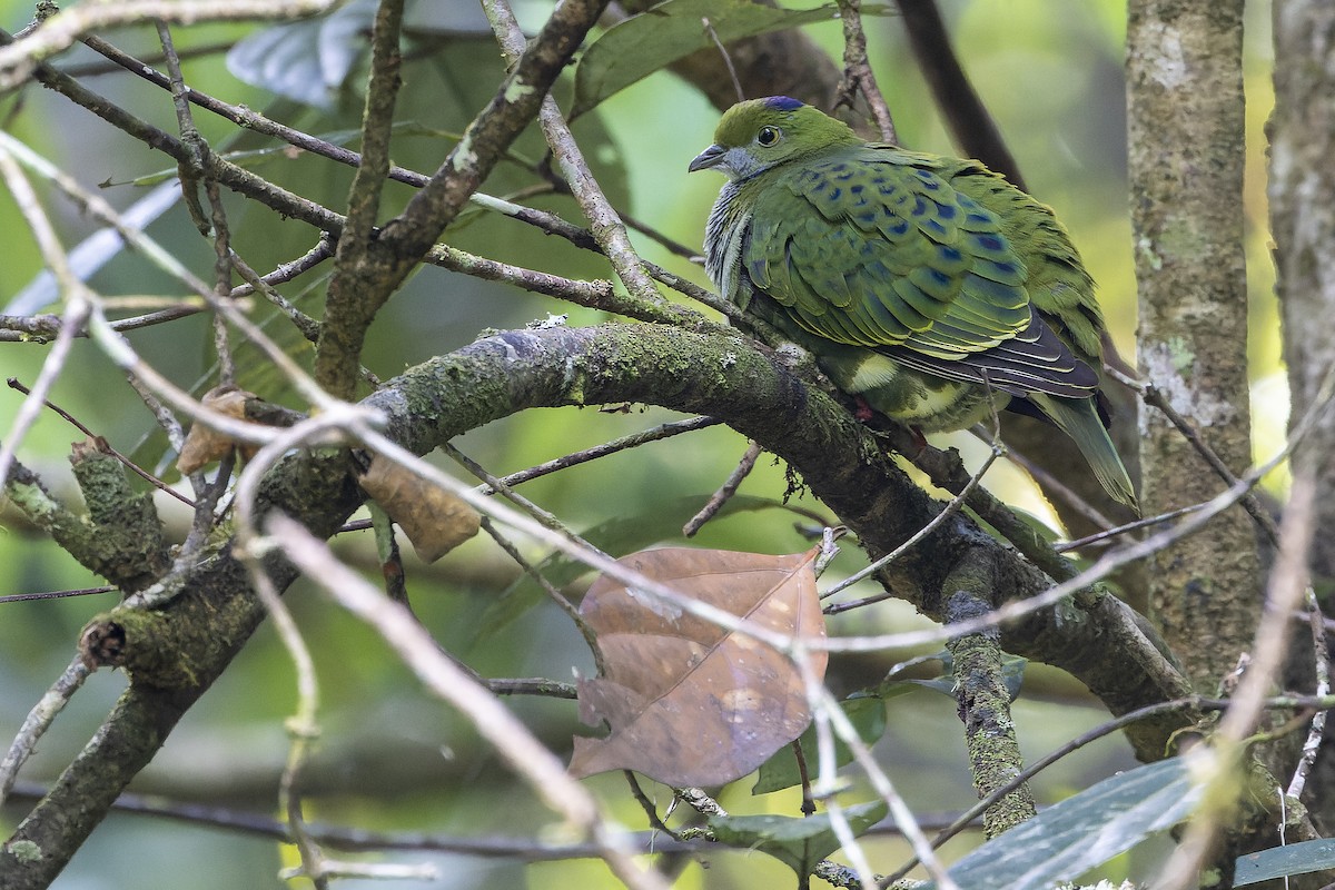 Superb Fruit-Dove - ML625233925