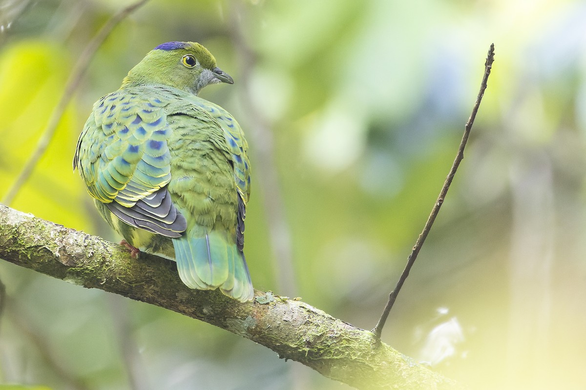 Superb Fruit-Dove - ML625233926