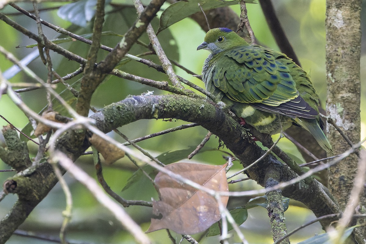 Superb Fruit-Dove - ML625233927