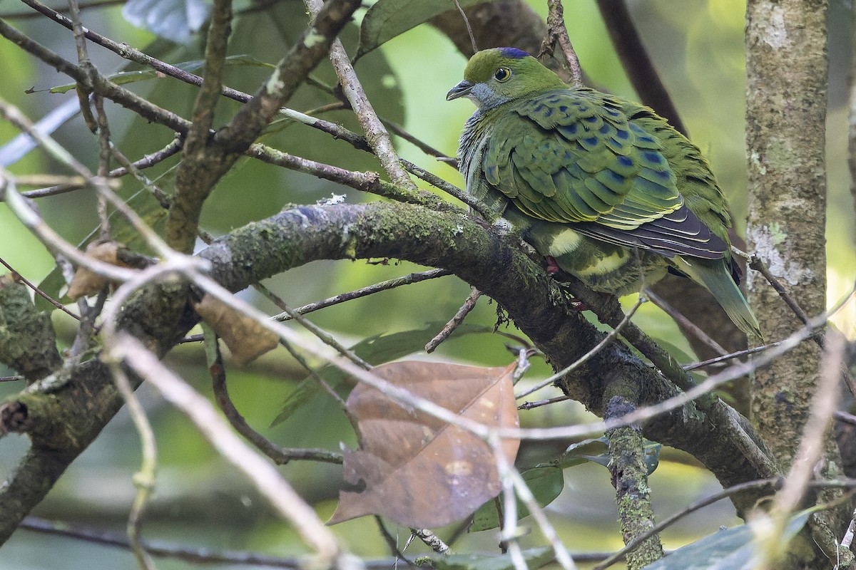 Superb Fruit-Dove - ML625233928