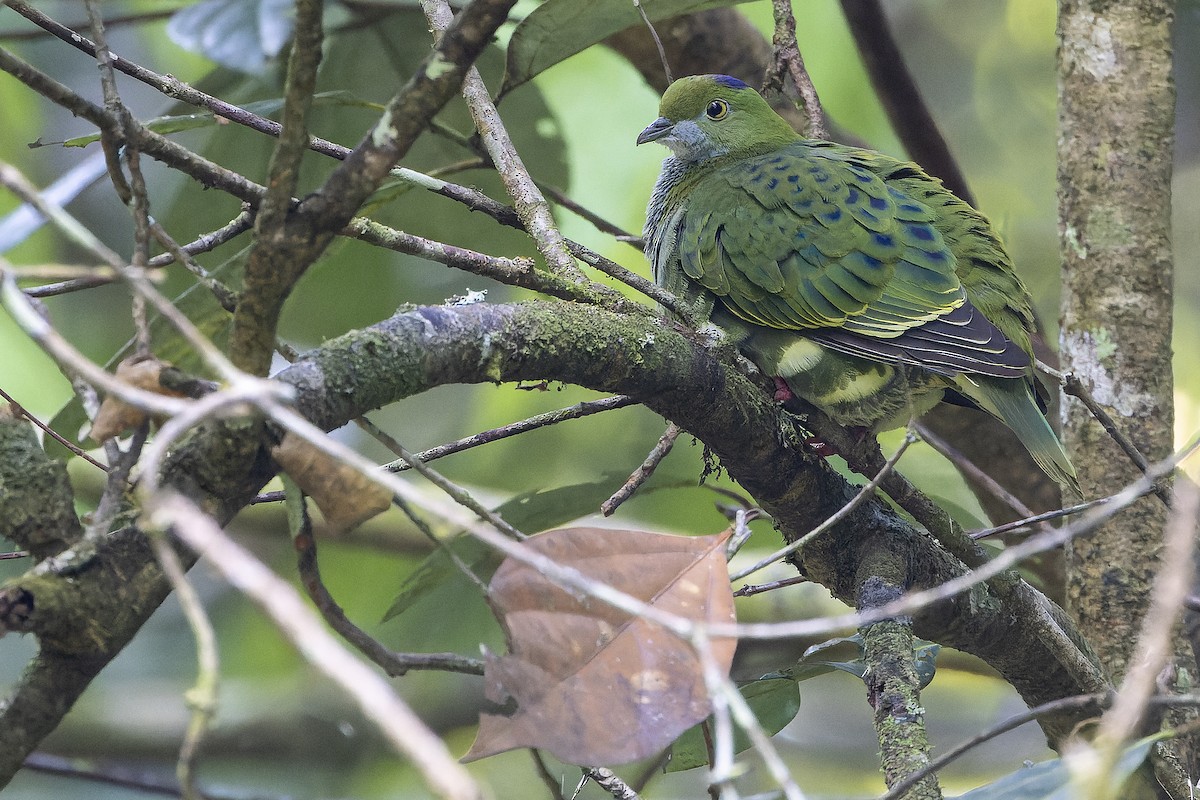 Superb Fruit-Dove - ML625233929