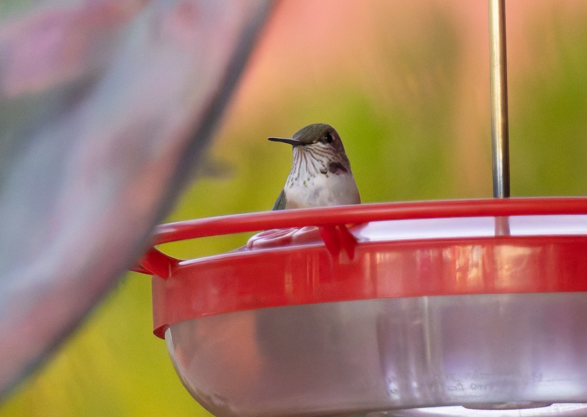 Broad-tailed Hummingbird - ML625233931