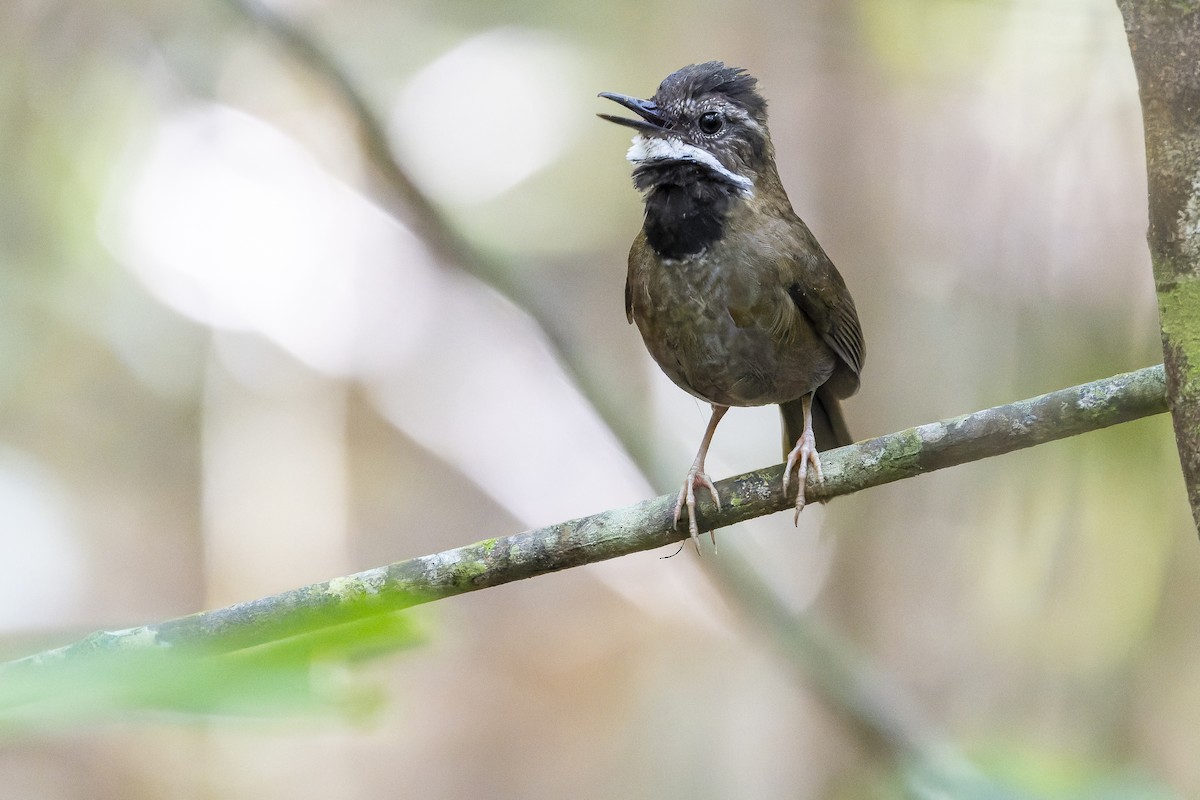 Fernwren - Joachim Bertrands | Ornis Birding Expeditions