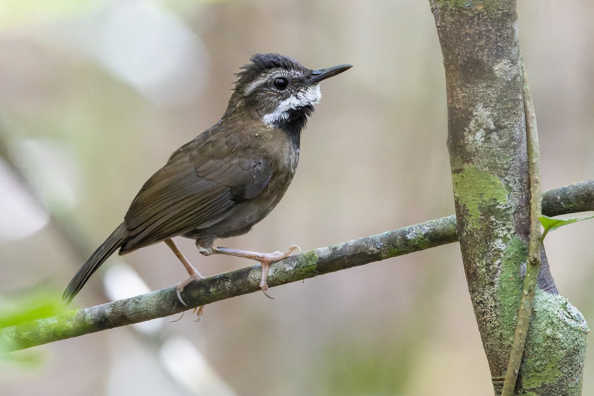 Fernwren - Joachim Bertrands | Ornis Birding Expeditions