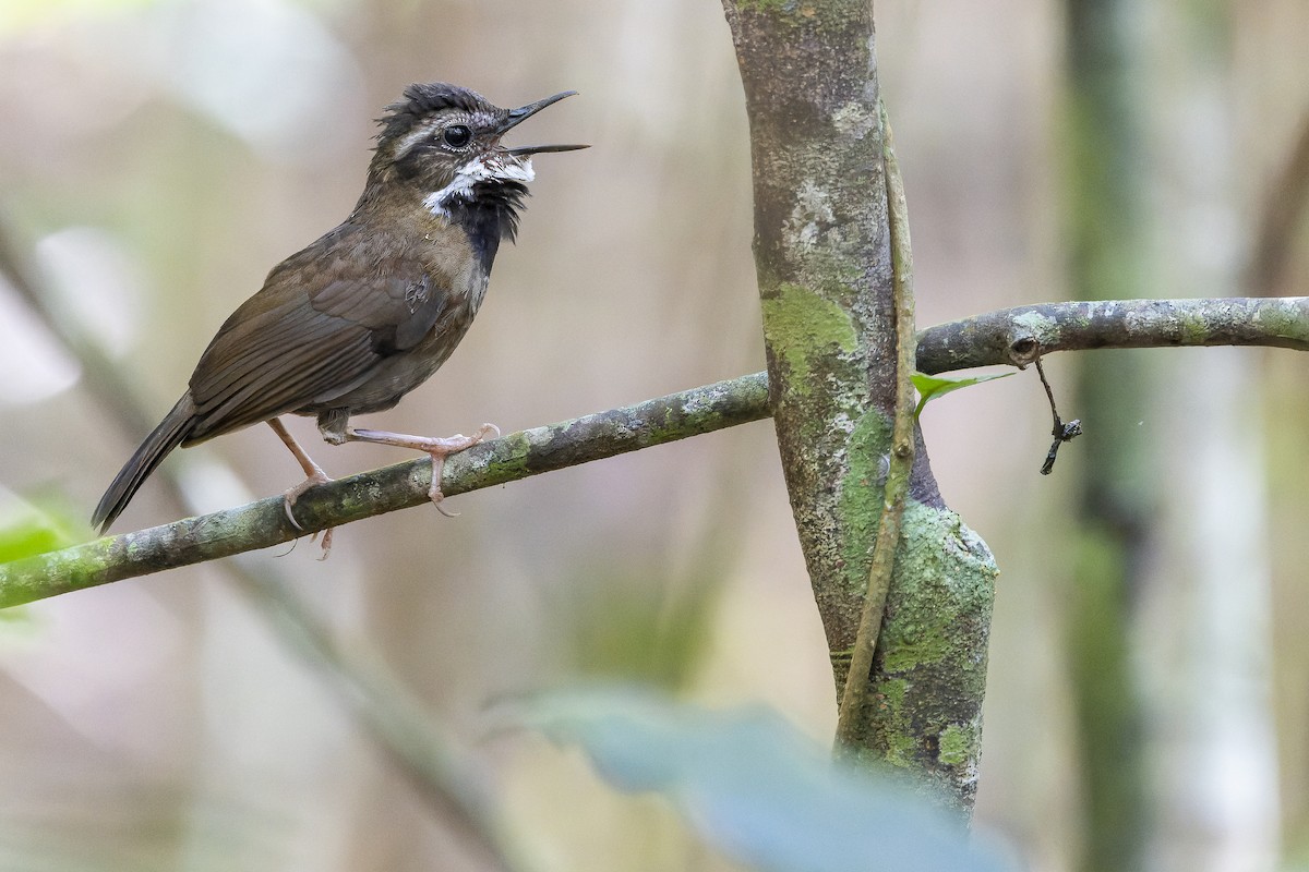 Fernwren - Joachim Bertrands | Ornis Birding Expeditions