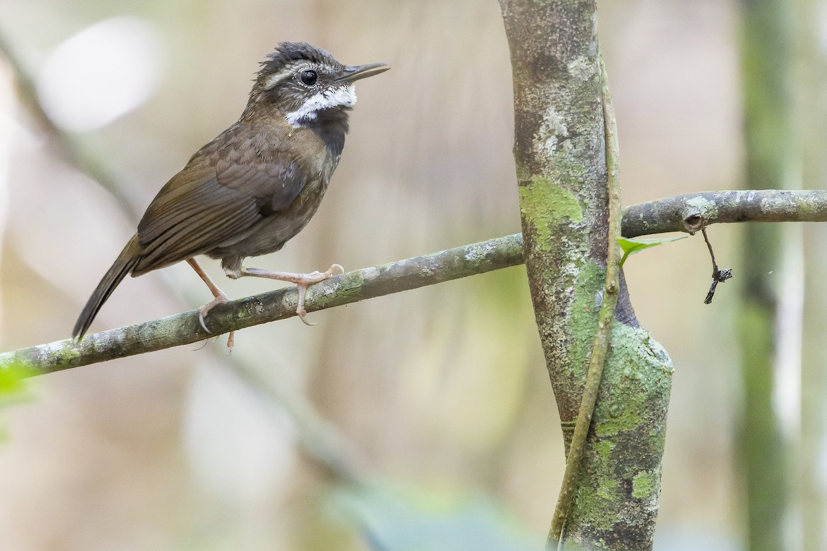 Fernwren - Joachim Bertrands | Ornis Birding Expeditions