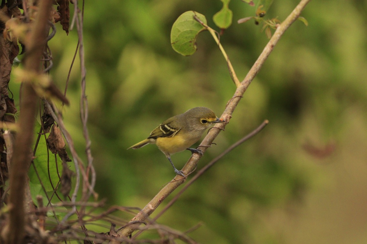 White-eyed Vireo - ML625233984