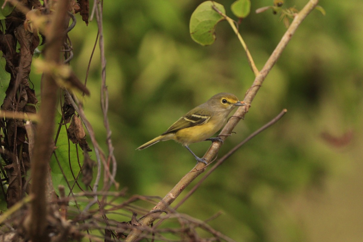 White-eyed Vireo - ML625233985
