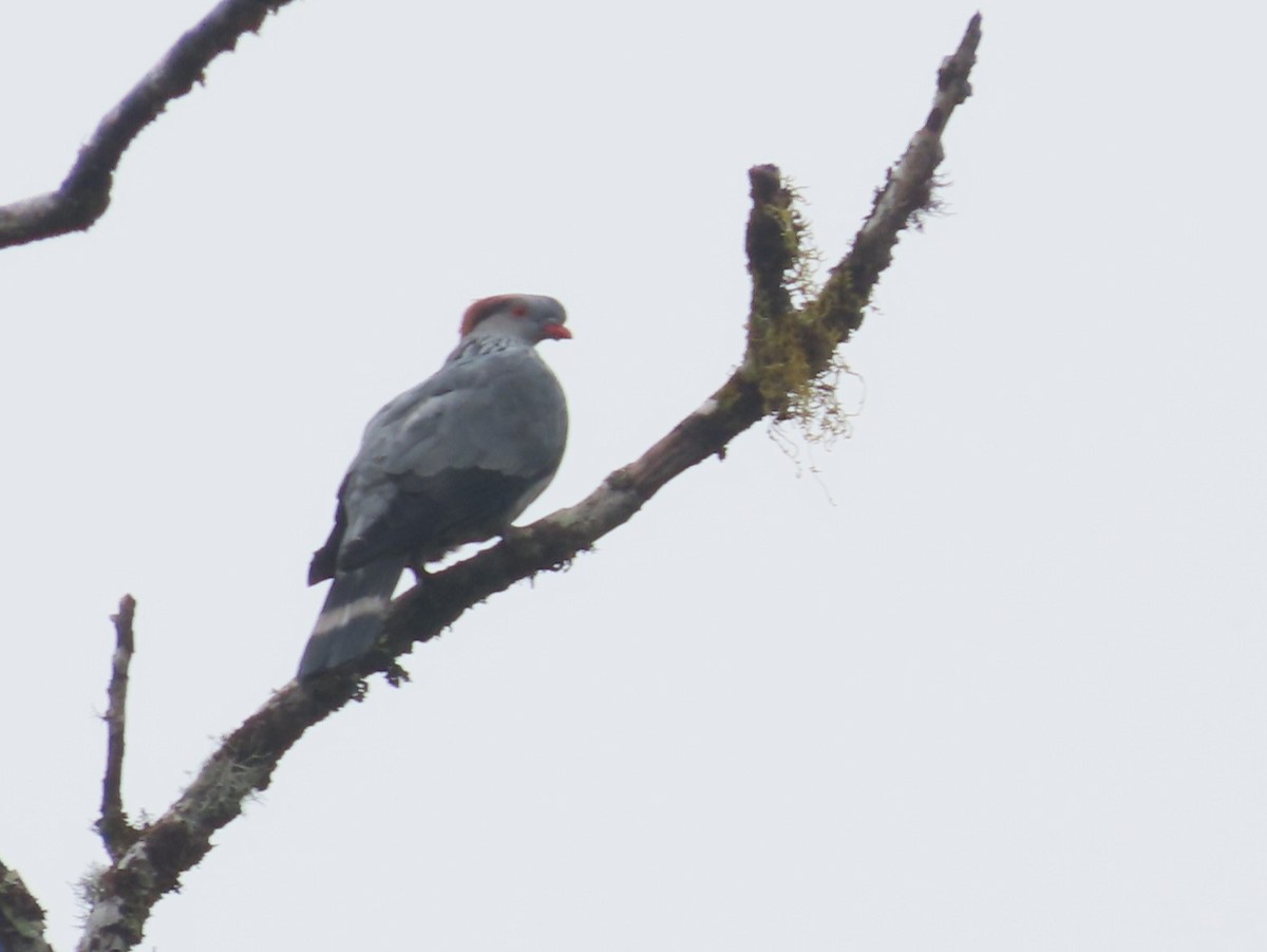 Topknot Pigeon - ML625233999