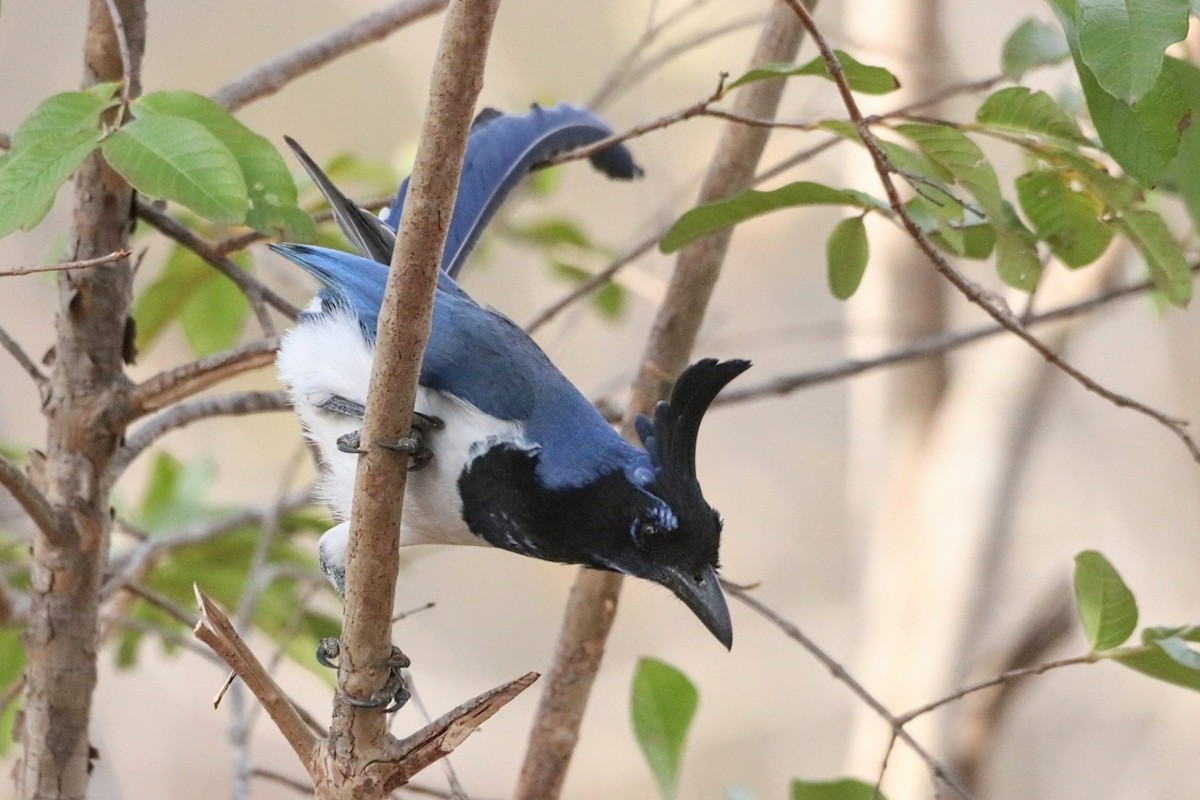 Black-throated Magpie-Jay - ML625234131