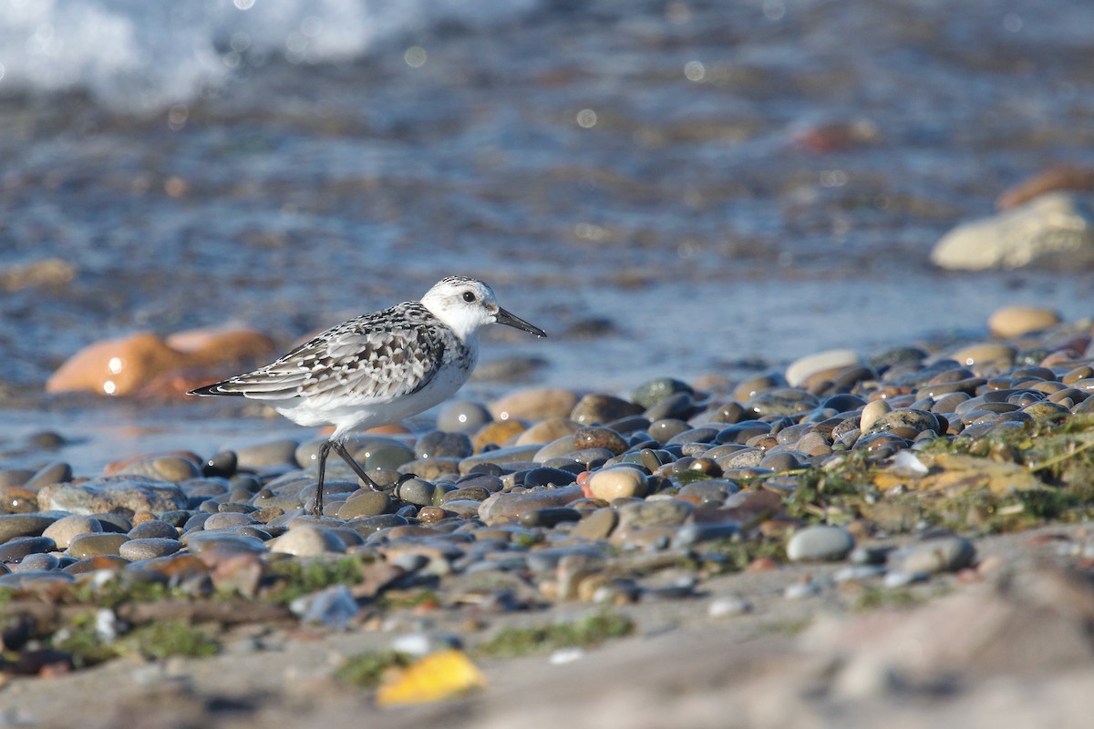 Sanderling - ML625234136