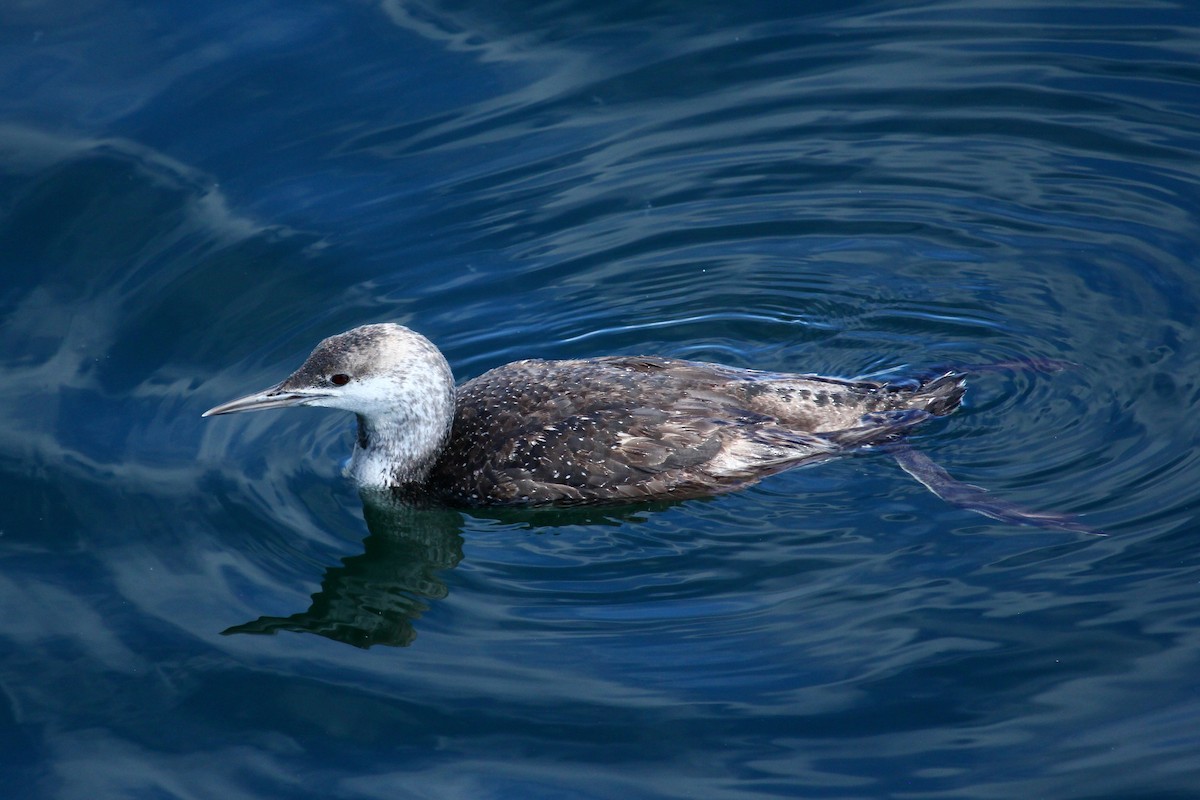 Red-throated Loon - ML625234167