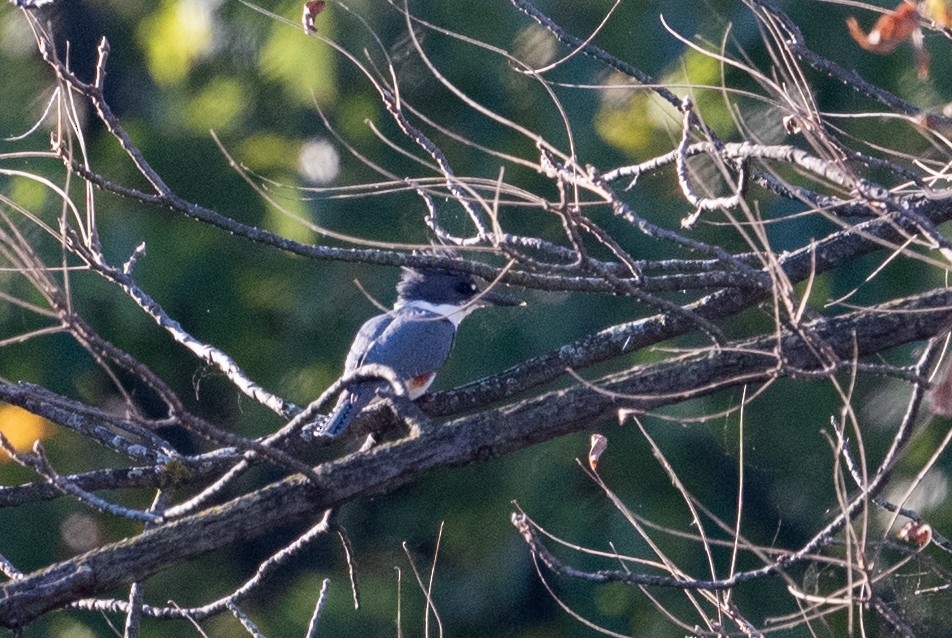 Belted Kingfisher - ML625234202