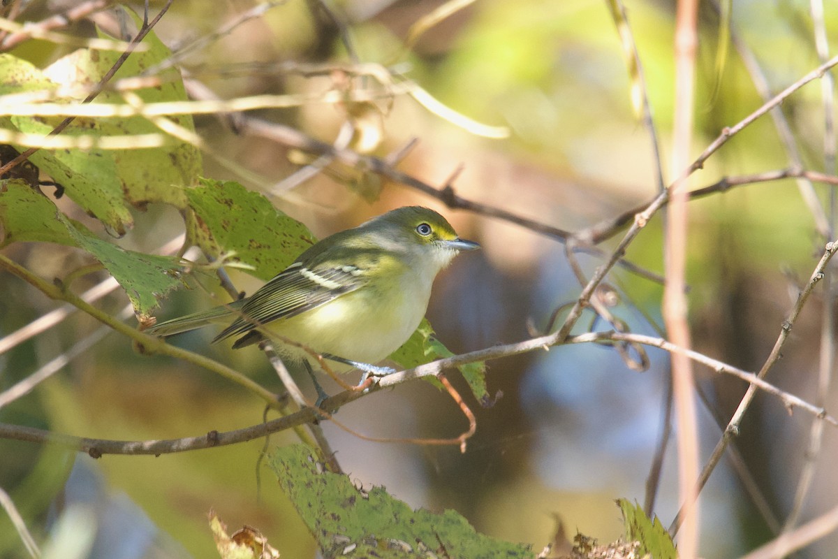 White-eyed Vireo - ML625234209