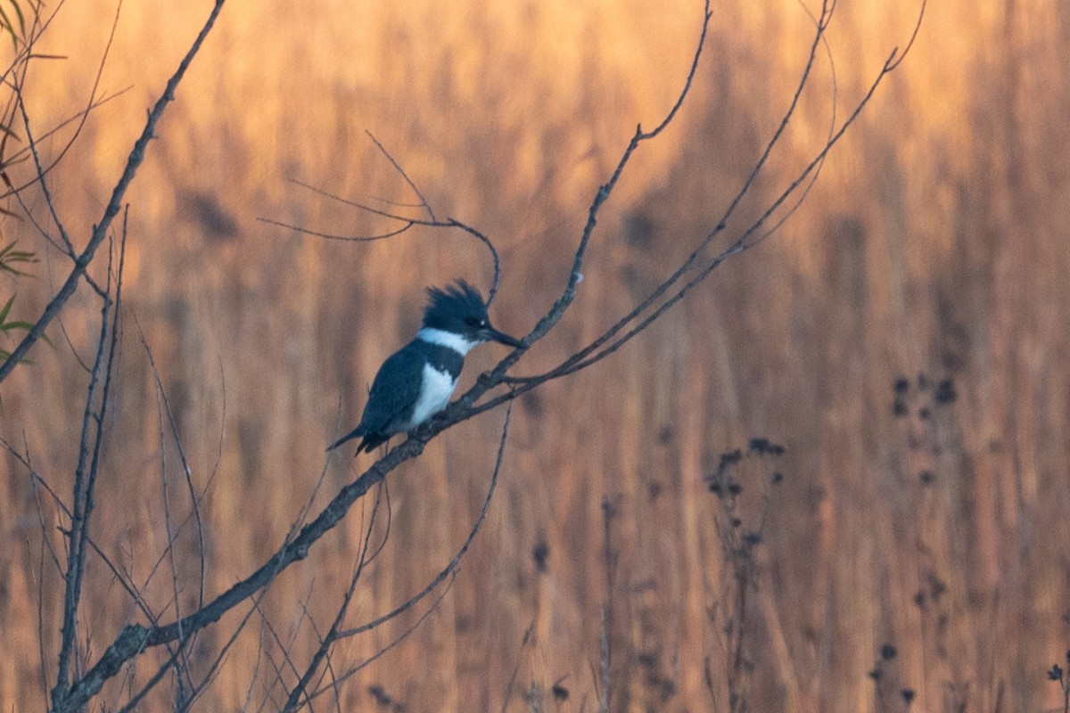 Belted Kingfisher - ML625234244
