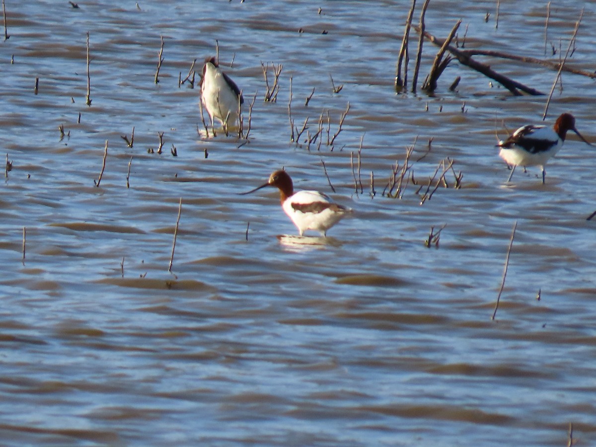 Red-necked Avocet - ML625234308