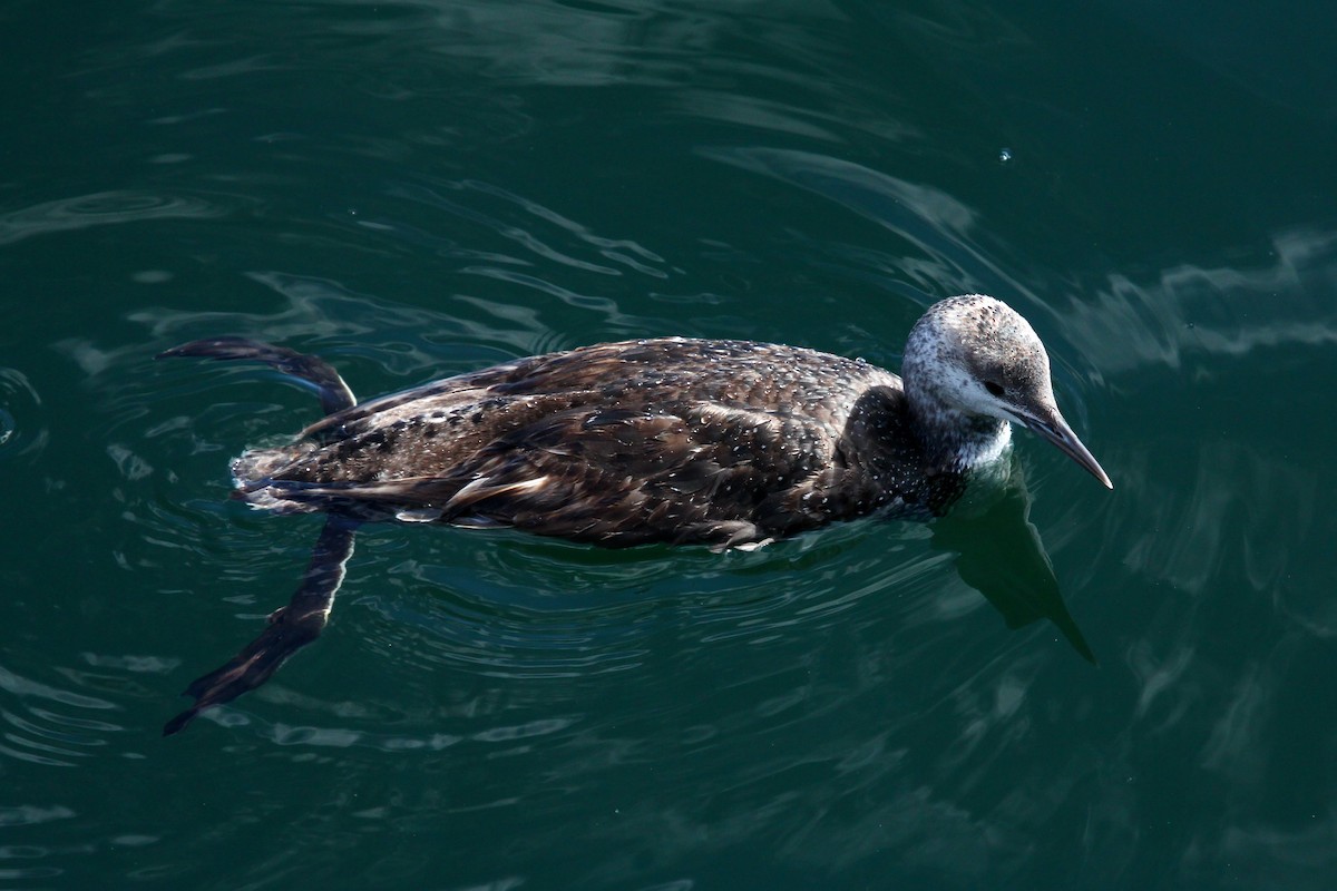 Red-throated Loon - ML625234309