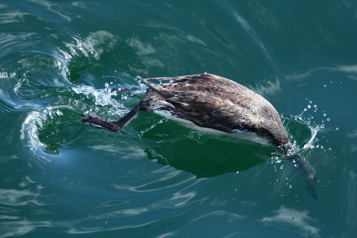 Red-throated Loon - ML625234310