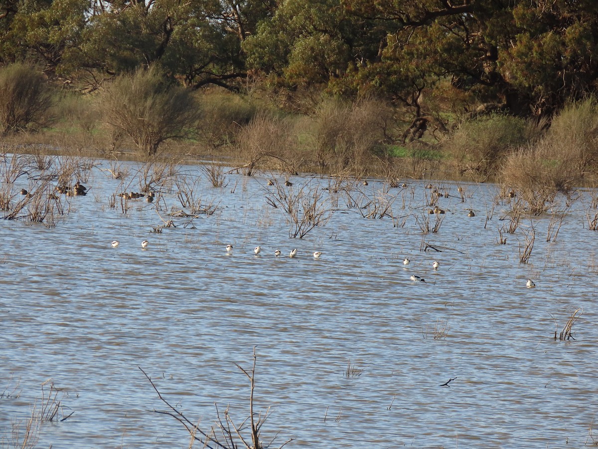 Red-necked Avocet - Ann Breeze