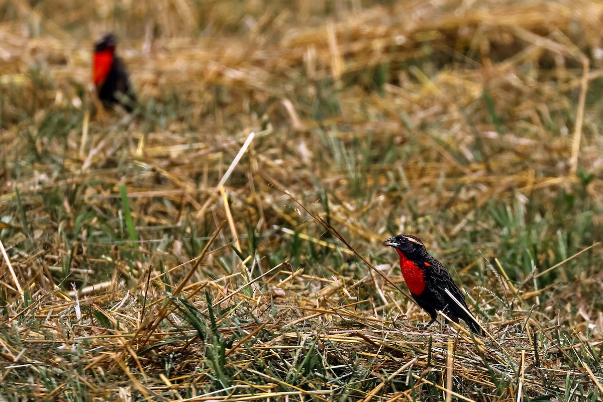 White-browed Meadowlark - ML625234353