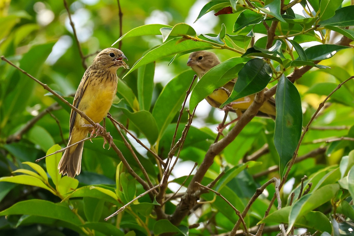 Grassland Yellow-Finch - ML625234360