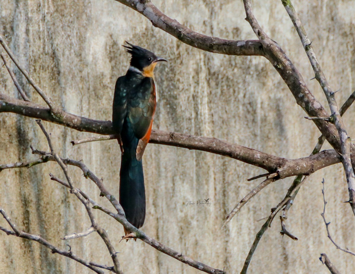 Chestnut-winged Cuckoo - ML625234362