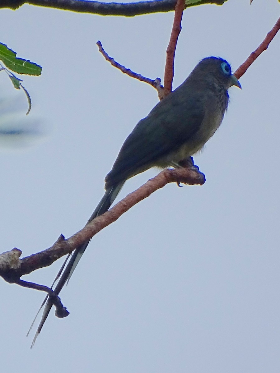 Blue-faced Malkoha - Sri Srikumar