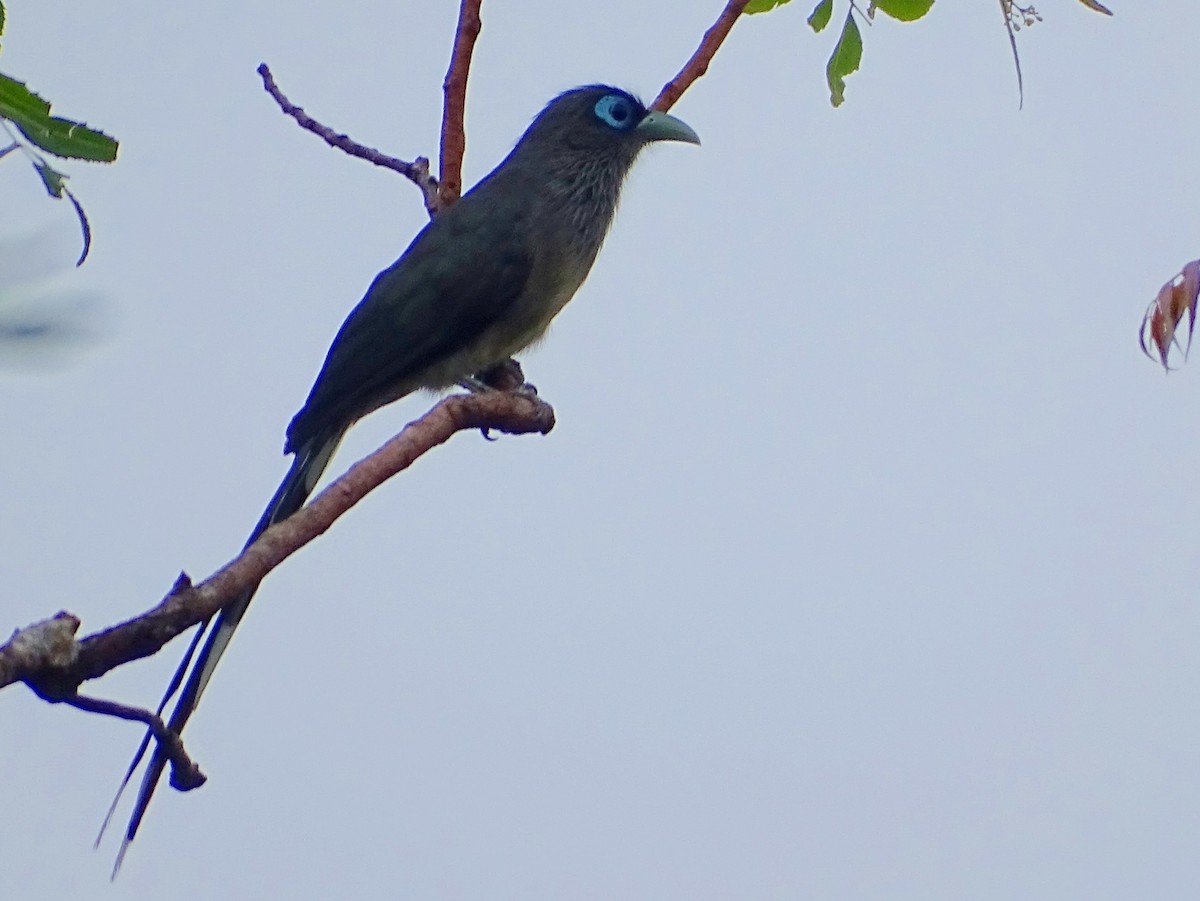 Blue-faced Malkoha - ML625234377