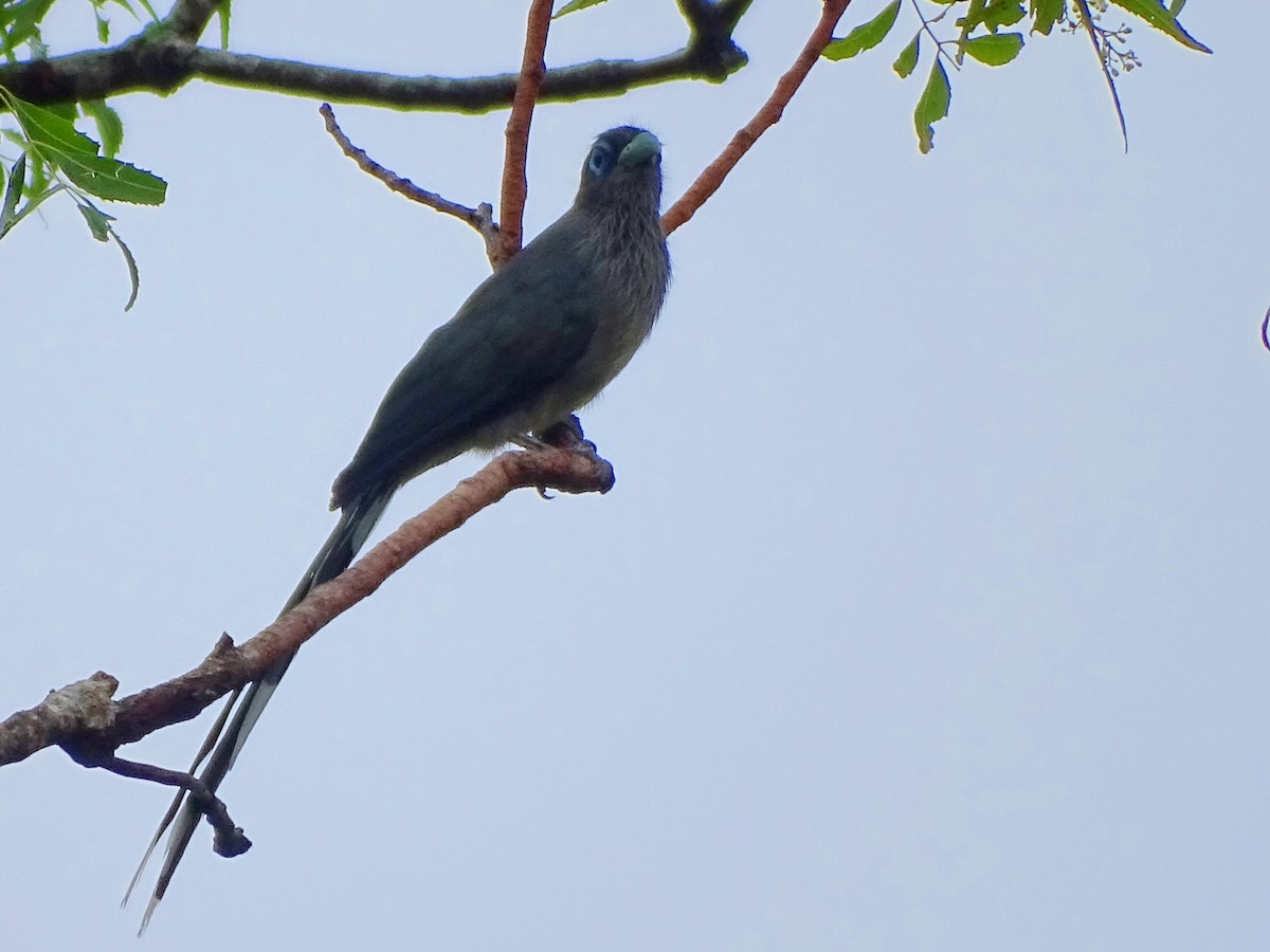 Blue-faced Malkoha - ML625234378