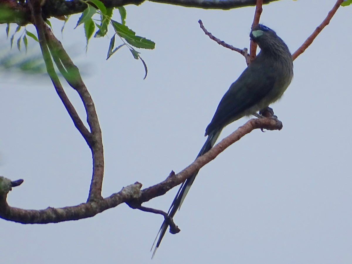 Blue-faced Malkoha - ML625234379