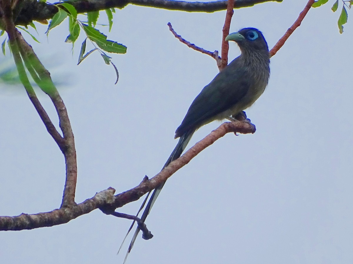 Blue-faced Malkoha - ML625234380