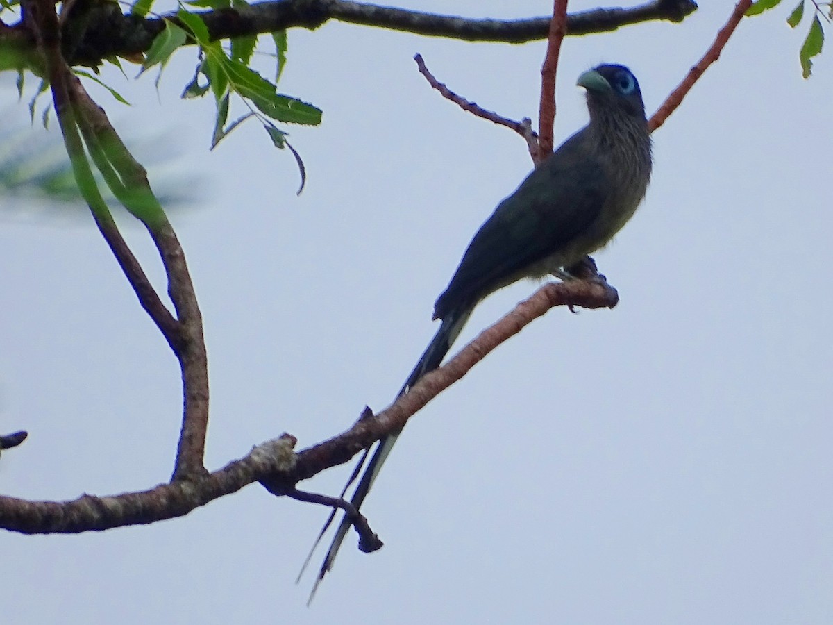 Blue-faced Malkoha - ML625234381