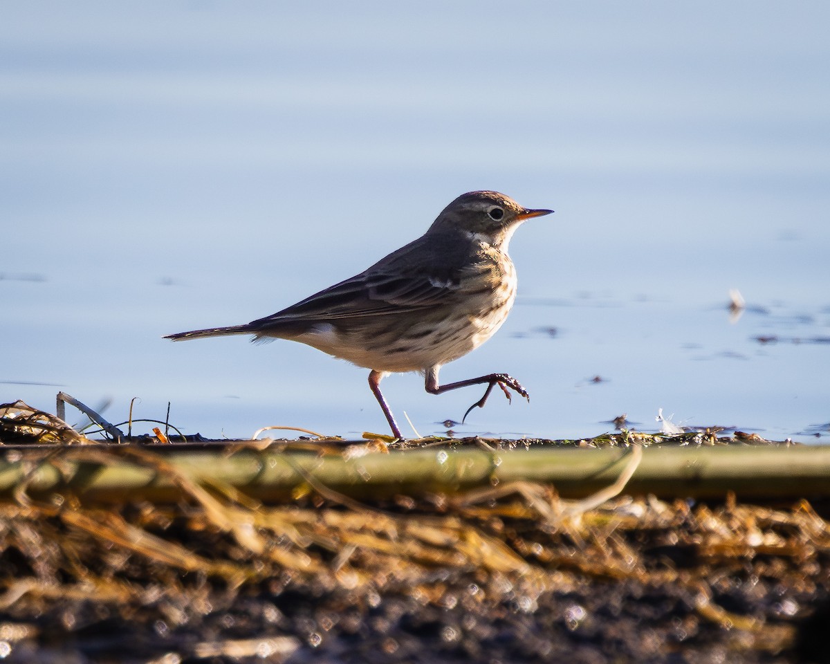 American Pipit - ML625234443