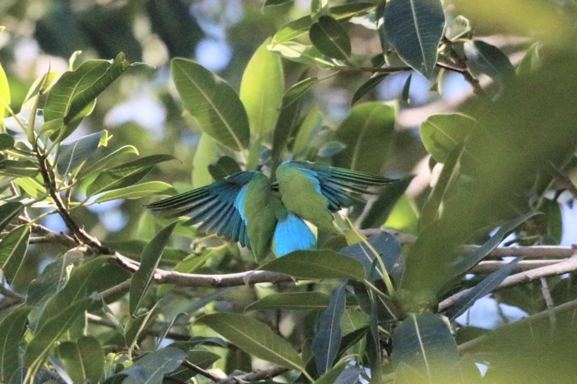 Mexican Parrotlet - ML625234536