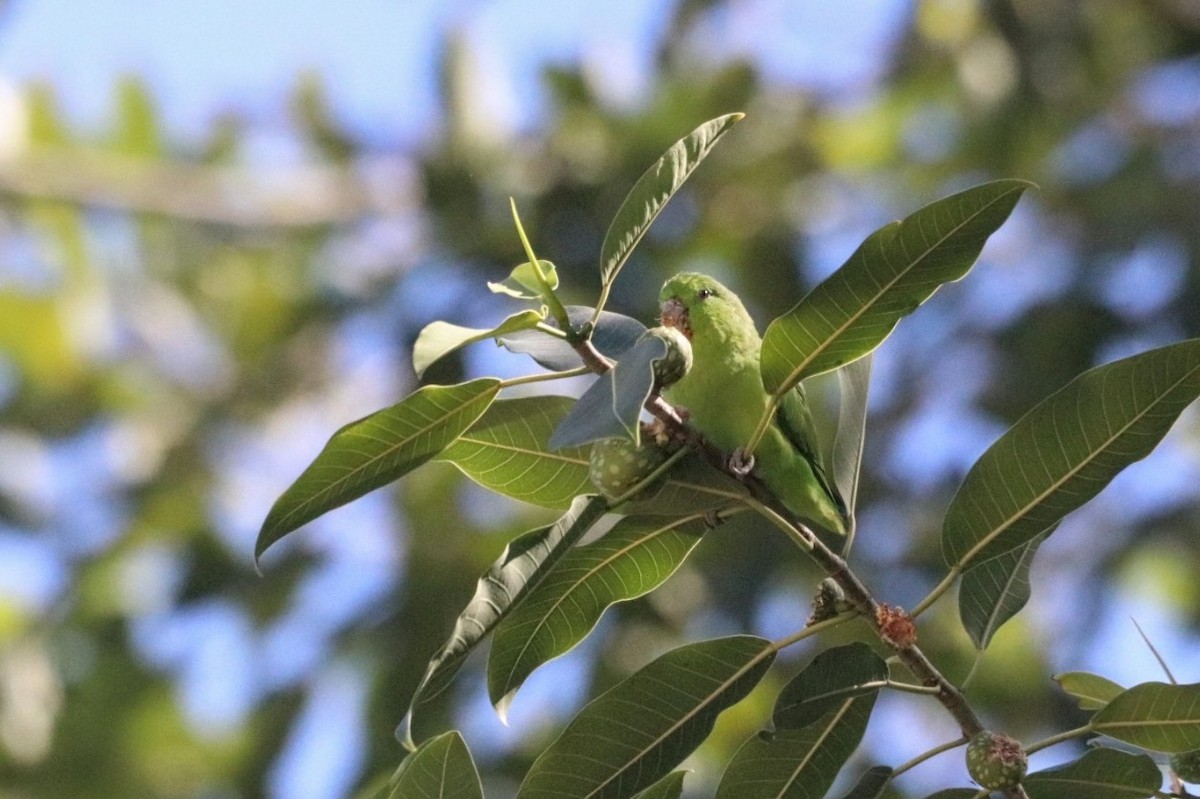 Mexican Parrotlet - ML625234537