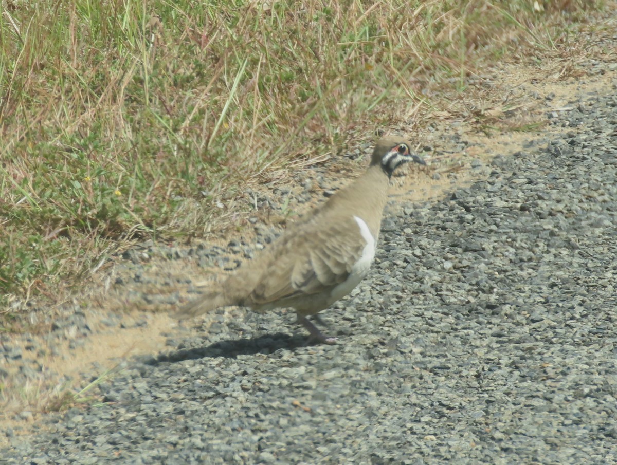 Squatter Pigeon - Deb Fellows