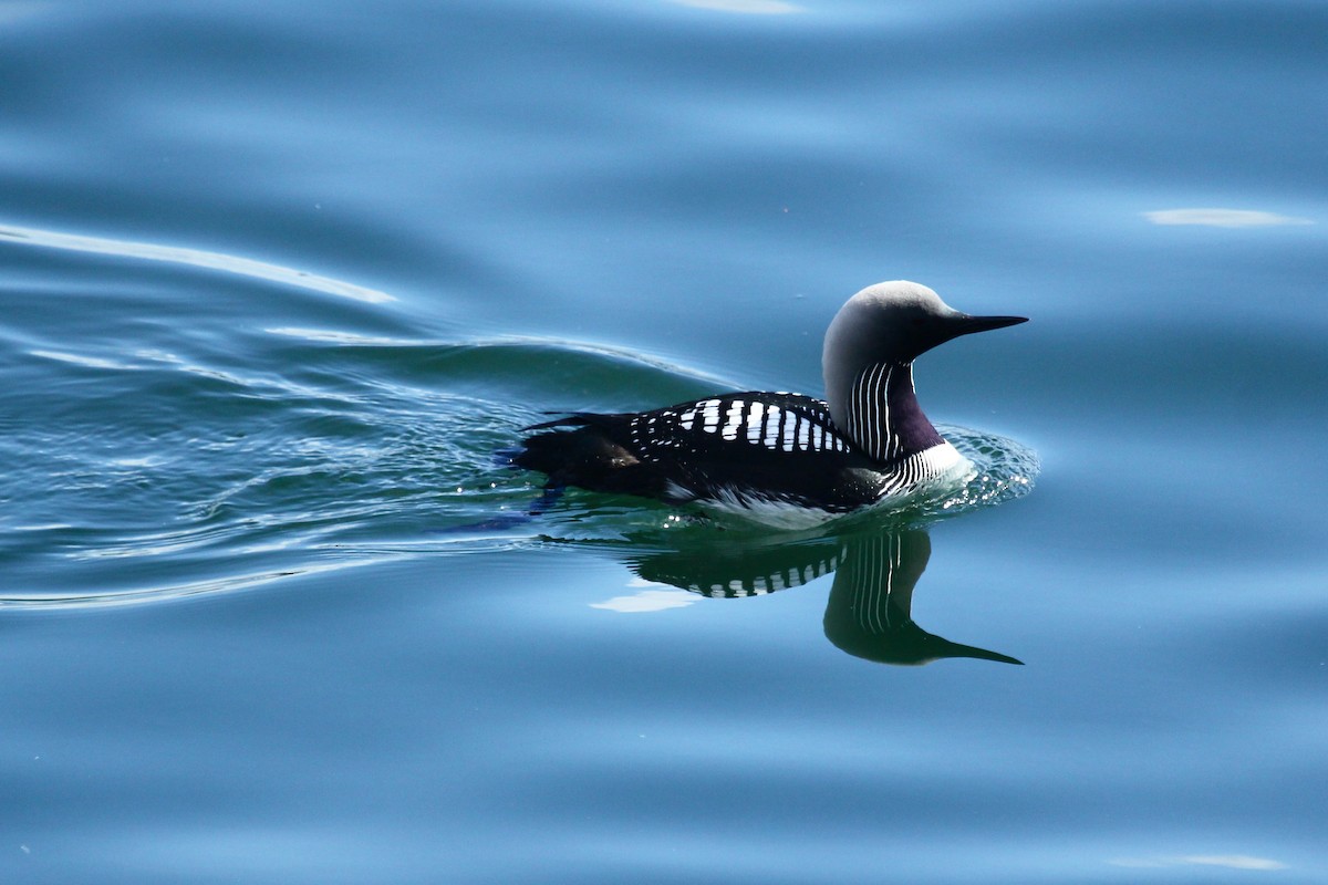 Pacific Loon - ML625234645